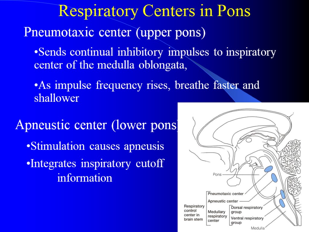 Respiratory Centers in Pons Apneustic center (lower pons) Sends continual inhibitory impulses to inspiratory